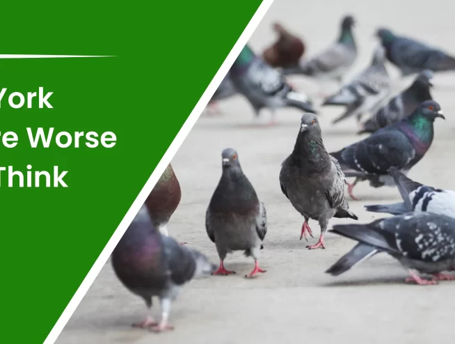 Why New York Pigeons are worse than you think