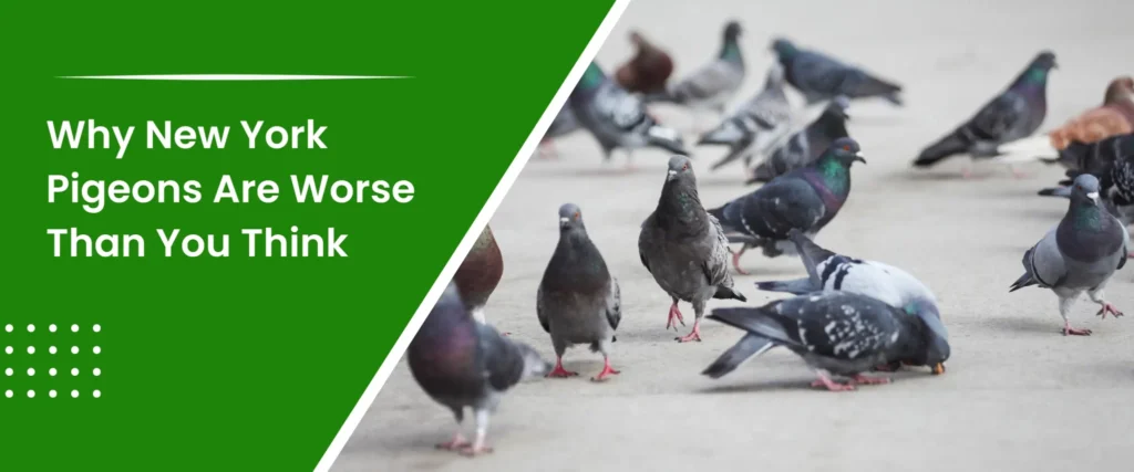 Why New York Pigeons Are Worse Than You Think