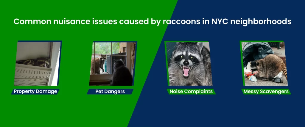 issues caused by raccoons in NYC neighborhoods