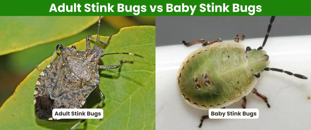 Adult Stink Bugs vs Baby Stink Bugs