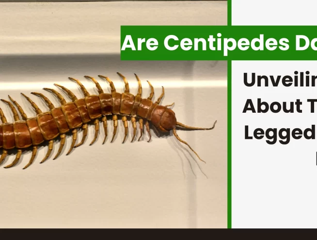 Are Centipedes Dangerous