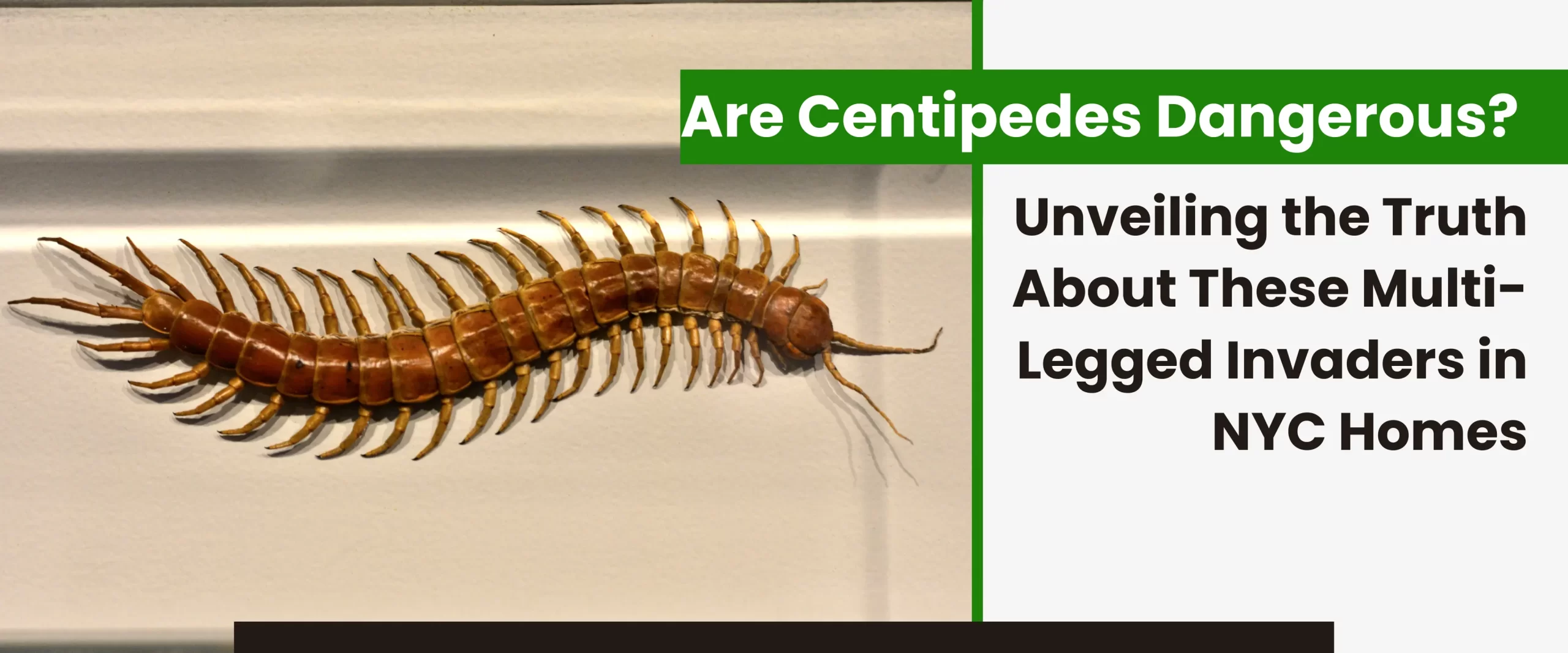 Are Centipedes Dangerous