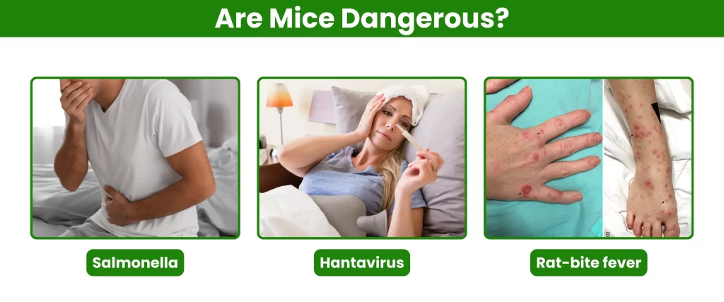 Are Mice Dangerous