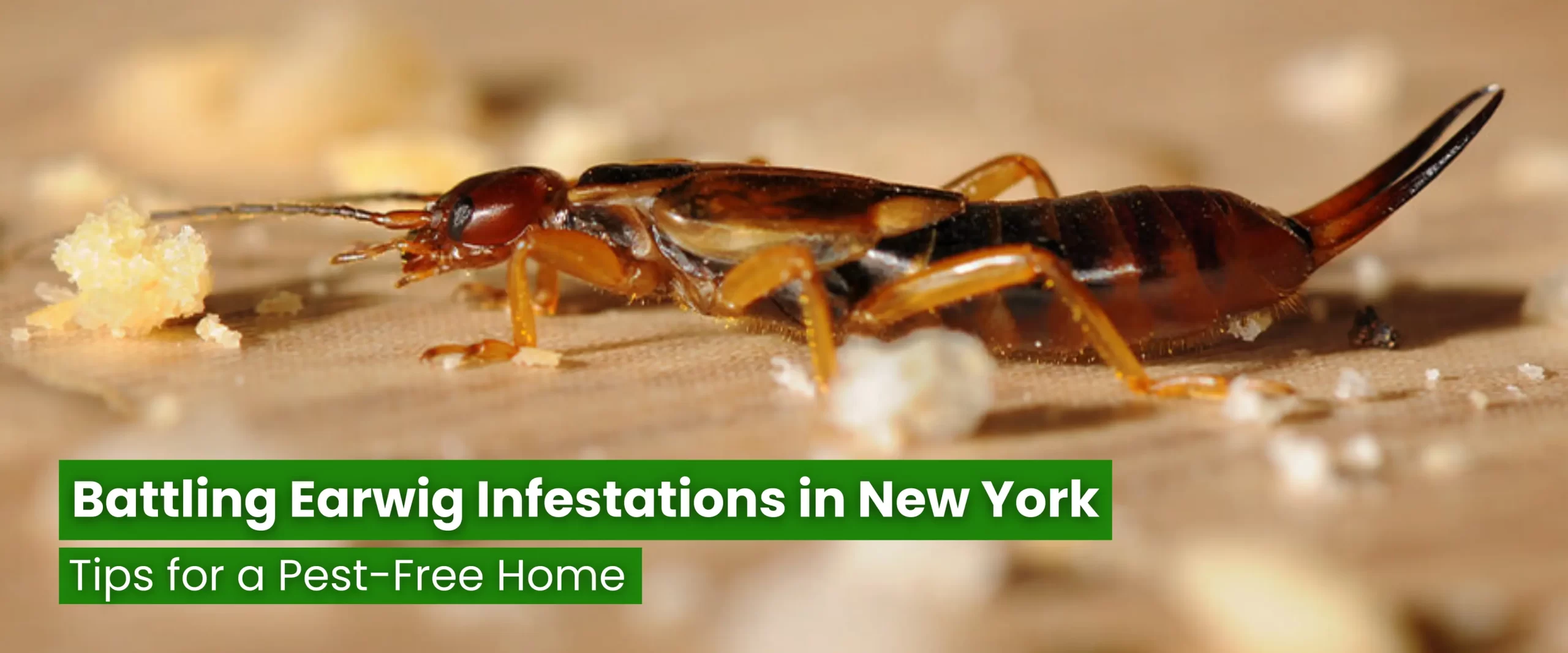 Battling Earwig Infestations in New York