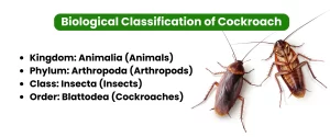 Biological Classification of Cockroach