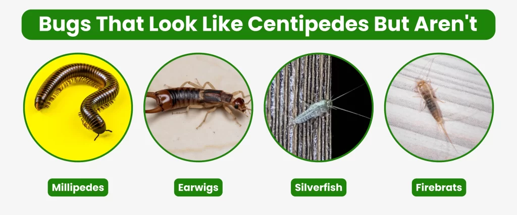 Bugs That Look Like Centipedes But Aren't