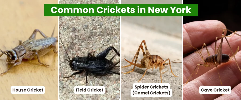 Common Crickets in New York