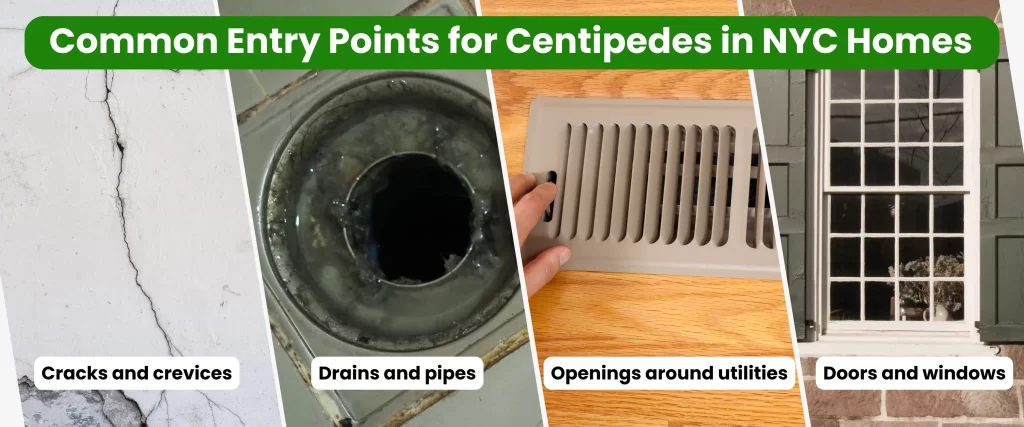 Common Entry Points for Centipedes in NYC Homes