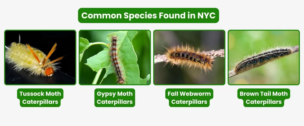 Common caterpillar Species Found in NYC