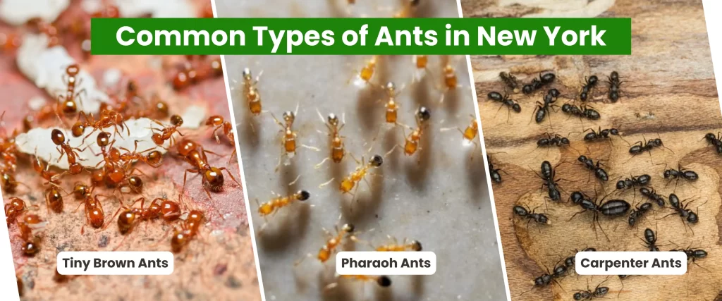 Common Types of Ants in New York