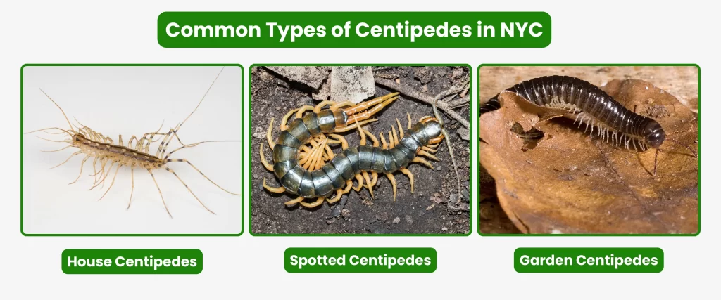 Common Types of Centipedes in NYC