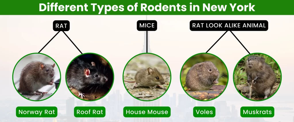 Different Types of Rodents in New York