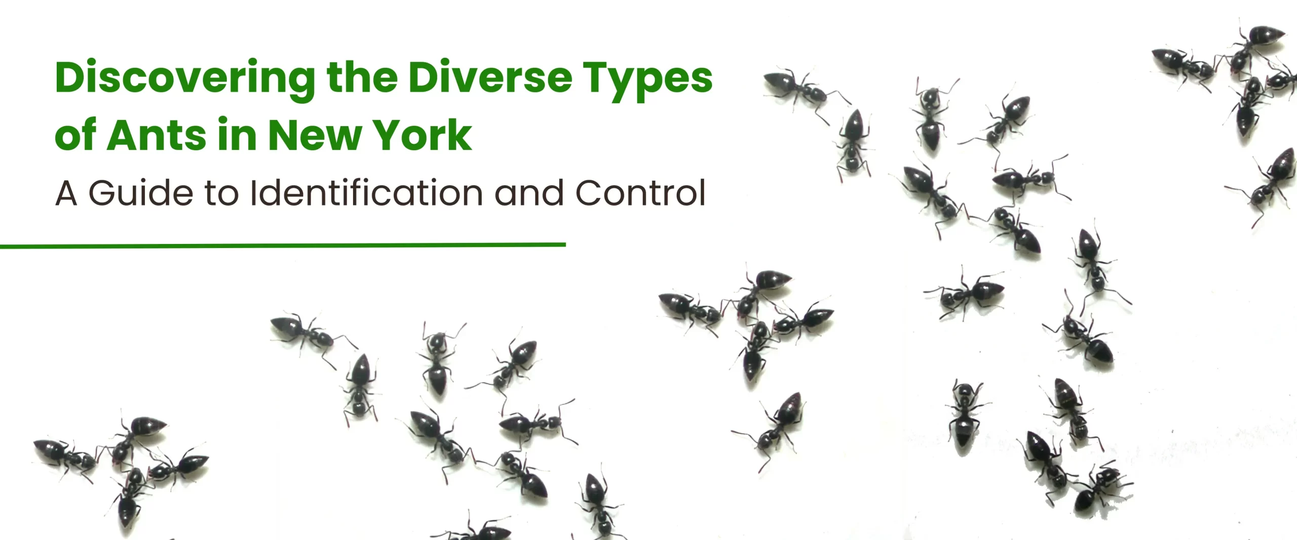 Diverse Types of Ants in New York