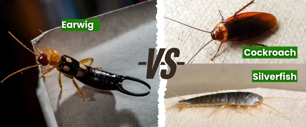 Earwigs vs. Similar Bugs