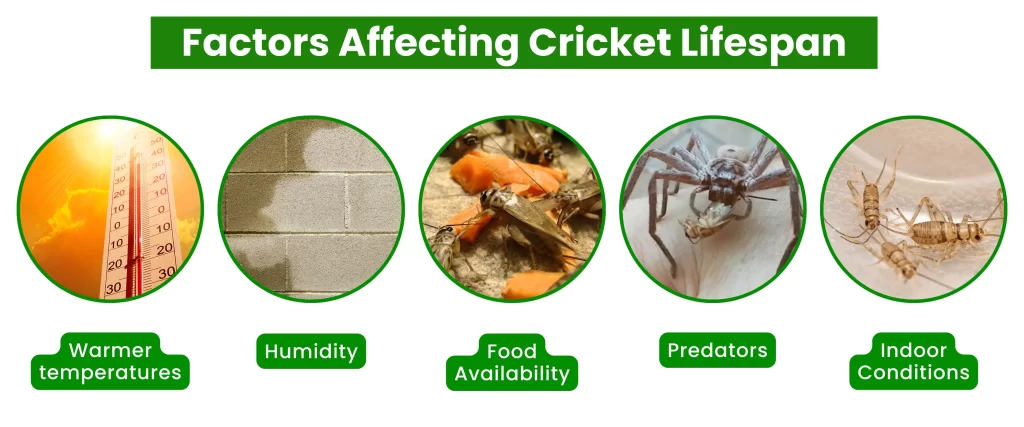 Factors Affecting Cricket Life span