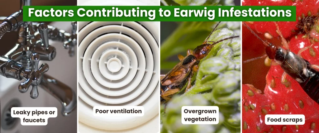 Factors Contributing to Earwig Infestations