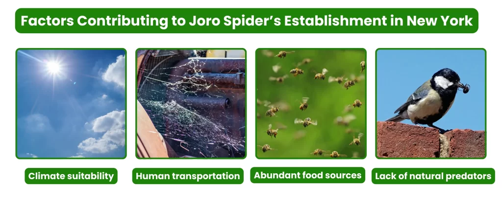 Factors Contributing to Joro Spider's Establishment in New York