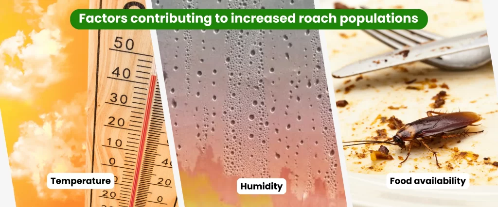 Factors contributing to increased roach populations