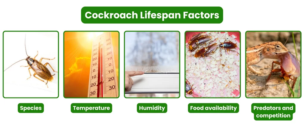 Factors influencing Cockroach Lifespan