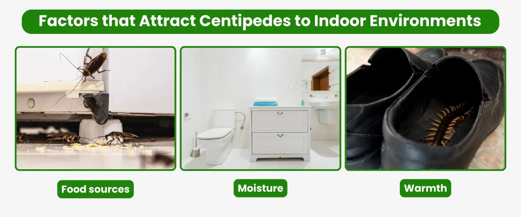 Factors that Attract Centipedes to Indoor Environments