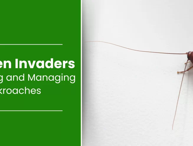 Understanding and Managing New York Cockroaches