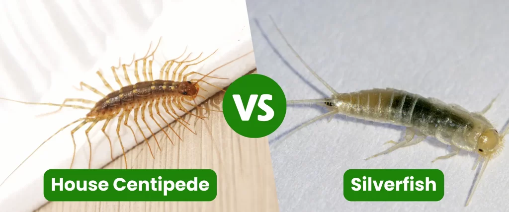 House Centipede vs Silverfish