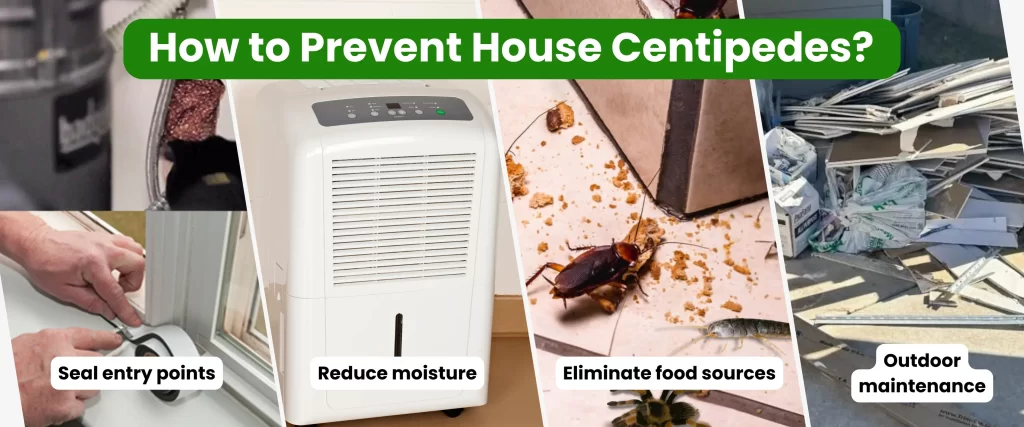 How to Prevent House Centipedes