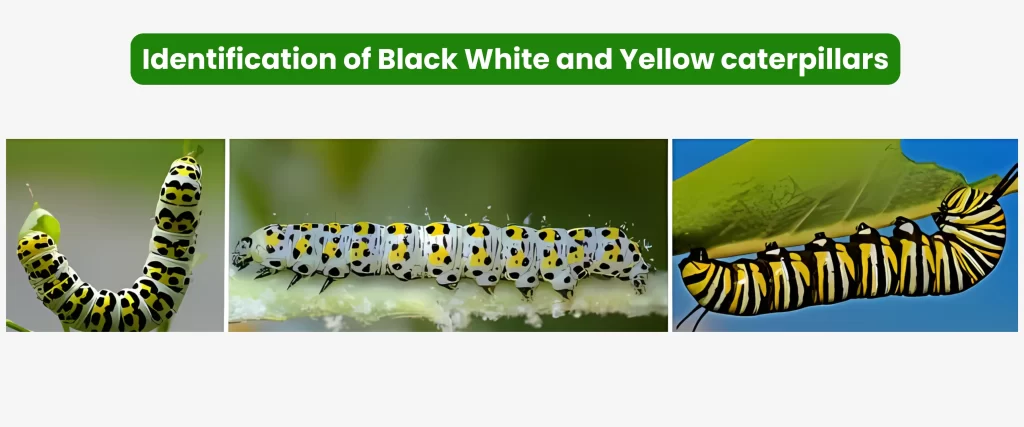 Identification of Black White and Yellow caterpillars