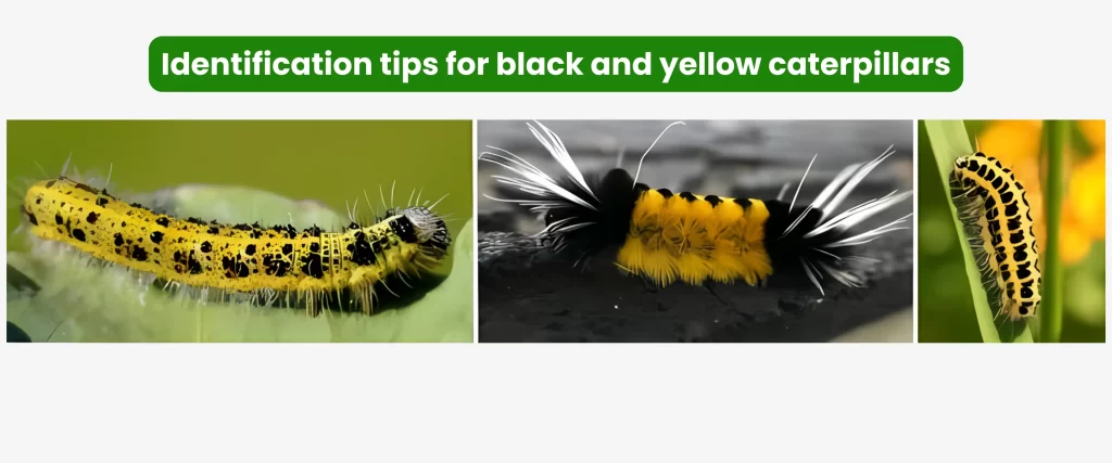 Identification tips for black and yellow caterpillars