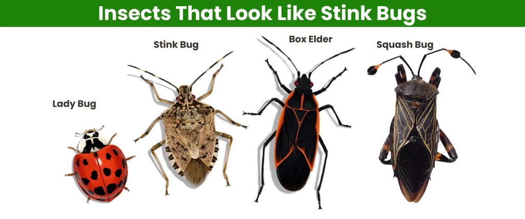 Insects That Look Like Stink Bugs