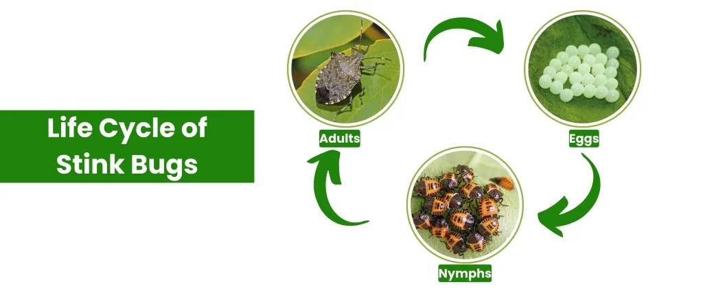 Life Cycle of Stink Bugs