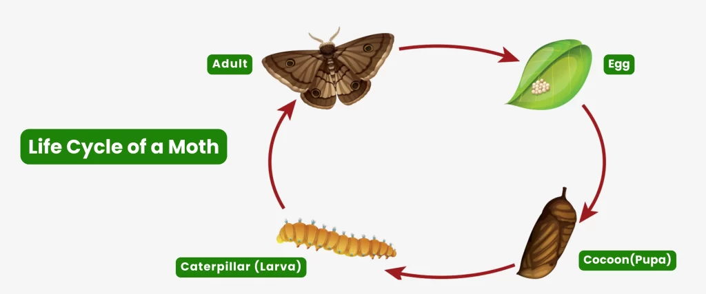 Life Cycle of a Moth