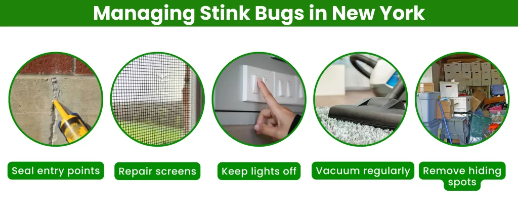 Managing Stink Bugs in New York