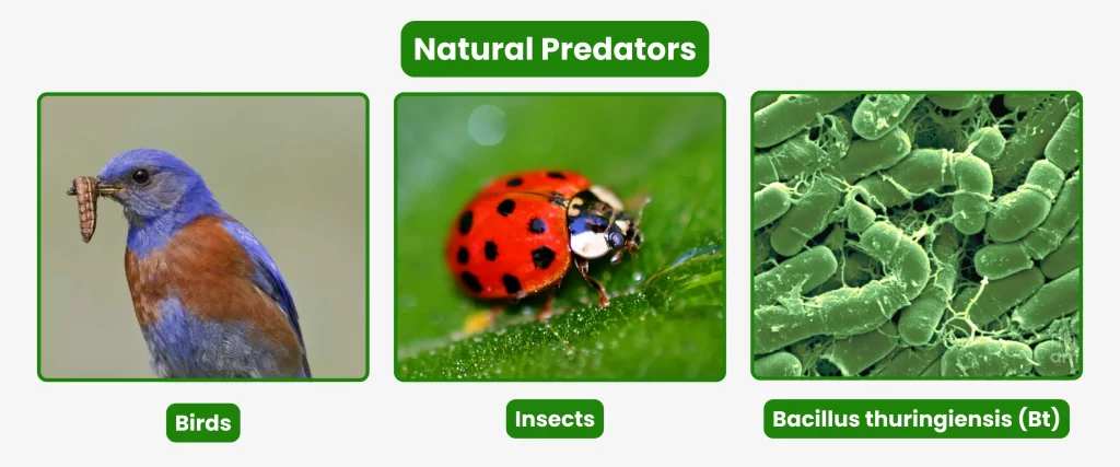 Natural Predators of caterpillars