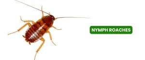 Nymphs Roaches