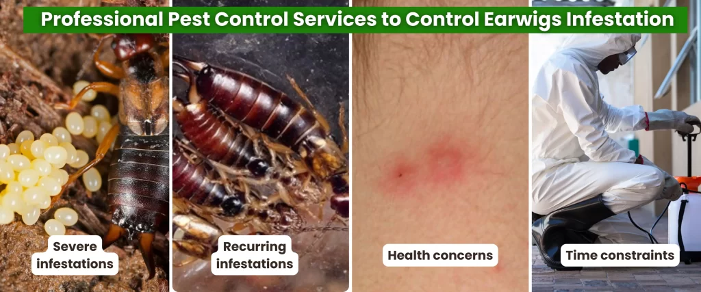 Professional Pest Control Services to Control Earwigs Infestation