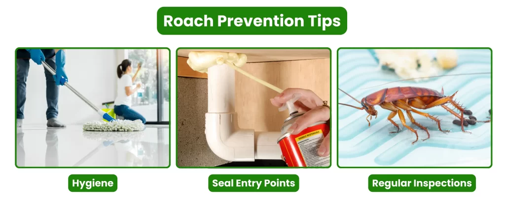 Roach Prevention Tips