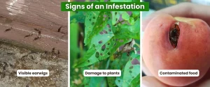 Signs of an Infestation