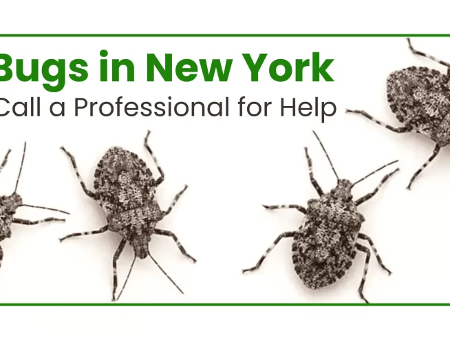 Stink bugs in New York
