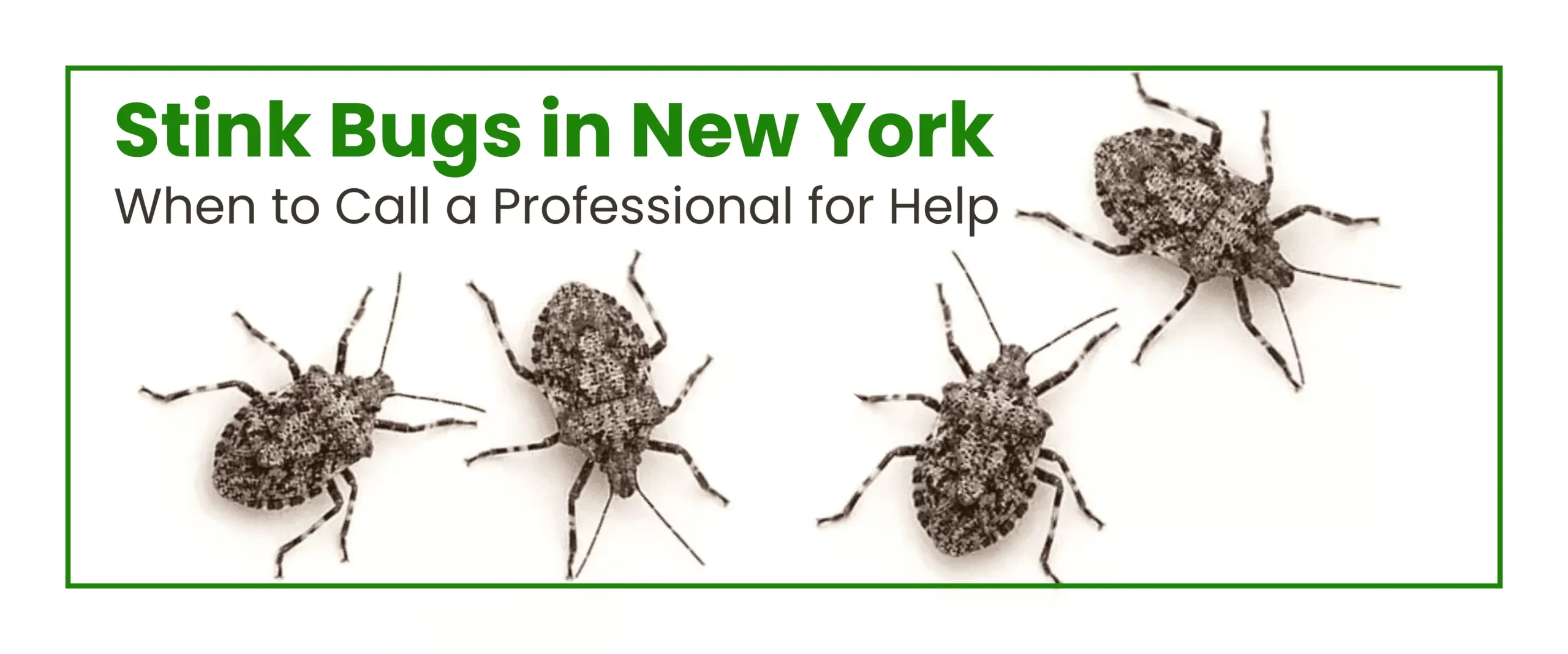 Stink bugs in New York