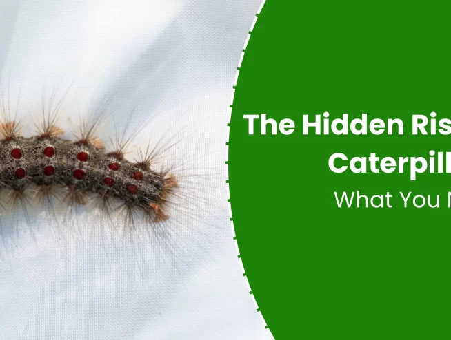 The Hidden Risks of Moth Caterpillars in NYC