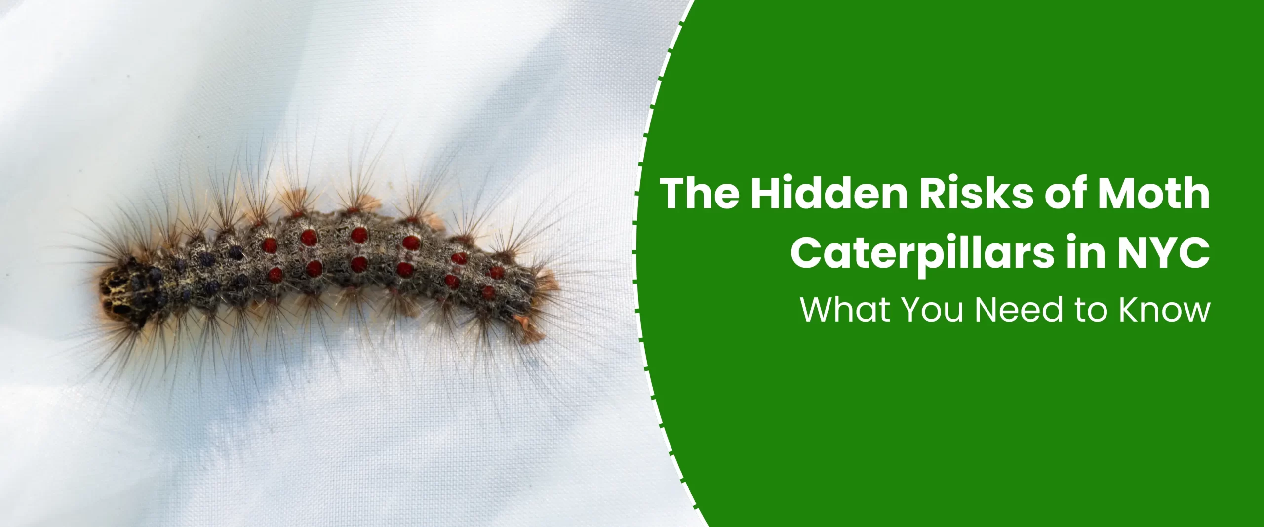 The Hidden Risks of Moth Caterpillars in NYC