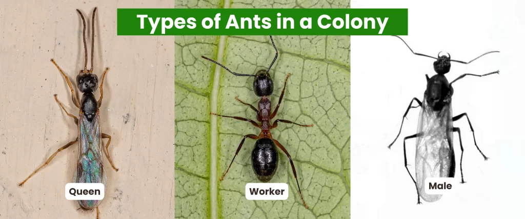 Types of Ants in a Colony