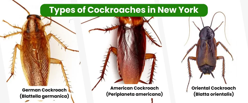 Types of Cockroaches in New York