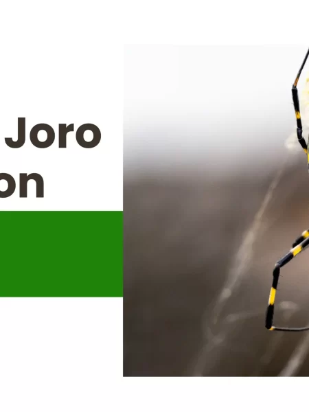 Unveiling the Joro Spider Invasion