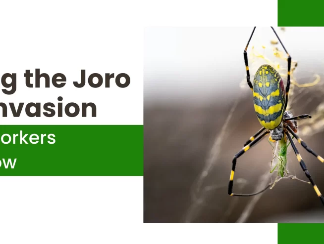 Unveiling the Joro Spider Invasion