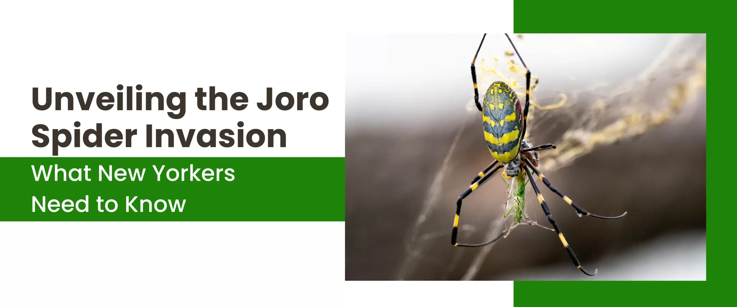 Unveiling the Joro Spider Invasion