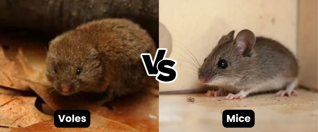 Voles vs mice