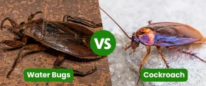 Water Bugs vs Cockroach