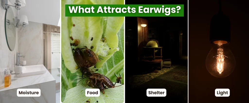 What Attracts Earwigs